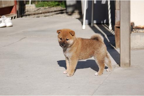 成約済の埼玉県の柴犬-114864の3枚目