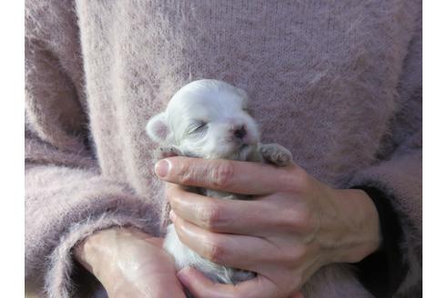 成約済の愛知県のマルチーズ-114106の18枚目