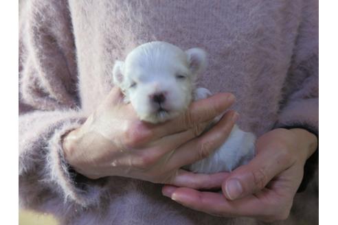 成約済の愛知県のマルチーズ-114106の17枚目