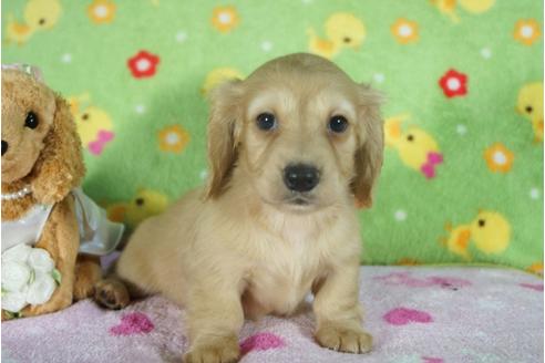 成約済の兵庫県のミニチュアダックスフンド(ロングヘアード)-114889の3枚目