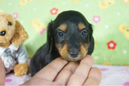 成約済の兵庫県のミニチュアダックスフンド(ロングヘアード)-114895の1枚目