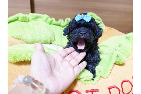 成約済の秋田県のミックス犬-114912の14枚目