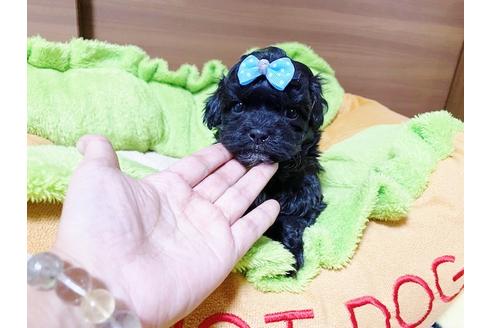 成約済の秋田県のミックス犬-114912の13枚目