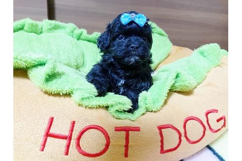 成約済の秋田県のミックス犬-114912の12枚目