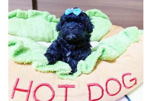 成約済の秋田県のミックス犬-114912の11枚目