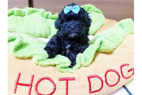成約済の秋田県のミックス犬-114912の10枚目
