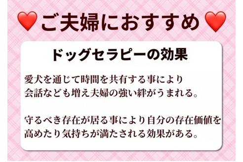 成約済の秋田県のミックス犬-114913の5枚目