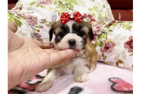 成約済の秋田県のミックス犬-114915