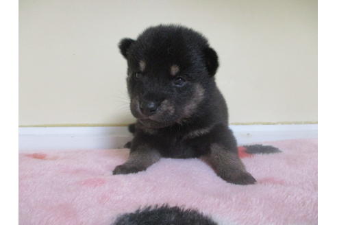 成約済の岡山県の柴犬-113420の9枚目