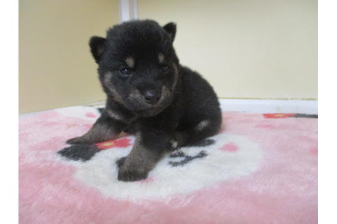 成約済の岡山県の柴犬-113420の6枚目