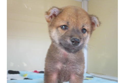 成約済の岡山県の柴犬-114937の1枚目