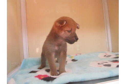 成約済の岡山県の柴犬-114937の5枚目