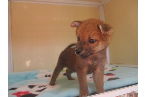 成約済の岡山県の柴犬-114937の4枚目