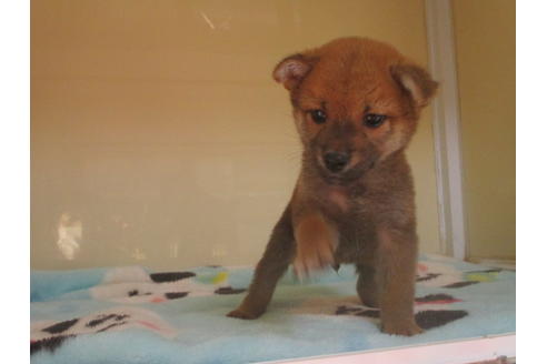 成約済の岡山県の柴犬-114937の3枚目