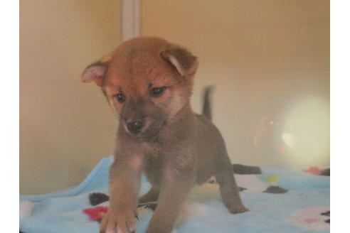 成約済の岡山県の柴犬-114937の2枚目