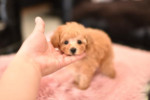 成約済の茨城県のタイニープードル-114940の6枚目