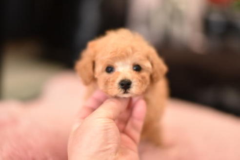 成約済の茨城県のタイニープードル-114940の2枚目