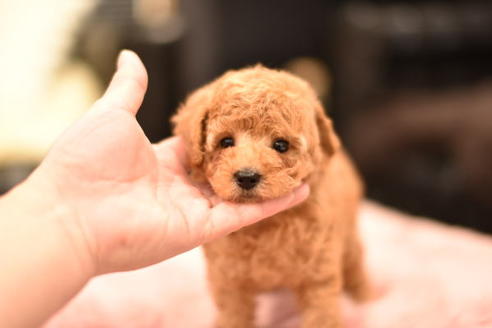 成約済の茨城県のタイニープードル-114941の5枚目