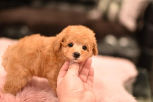 成約済の茨城県のタイニープードル-114946の4枚目