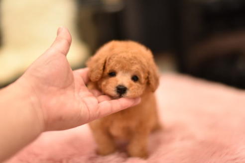 成約済の茨城県のタイニープードル-114946の2枚目