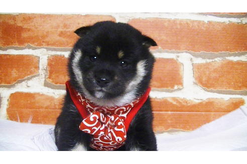 成約済の福岡県の豆柴-112418の10枚目