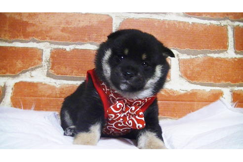 成約済の福岡県の豆柴-112418の9枚目