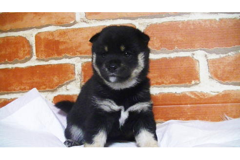 成約済の福岡県の豆柴-112418の8枚目