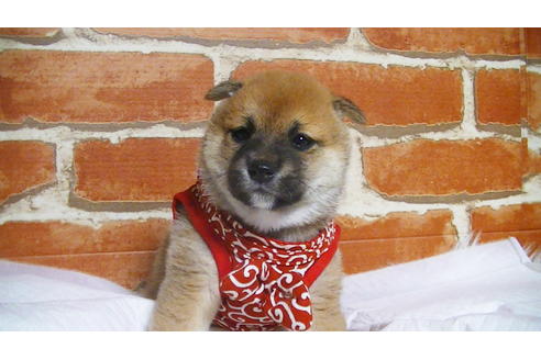 成約済の福岡県の豆柴-112417の13枚目