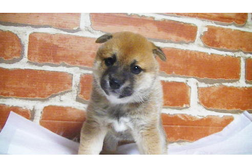 成約済の福岡県の豆柴-112417の12枚目