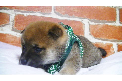 成約済の福岡県の豆柴-112416の12枚目