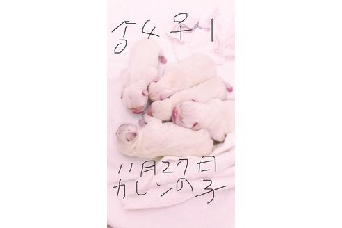 埼玉県のフレンチブルドッグ 男の子 11 27生まれ ムチムチ君赤の首輪 子犬id ブリーダーナビ