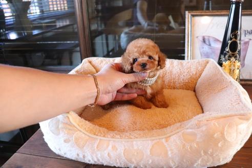 成約済の埼玉県のタイニープードル-115029の5枚目