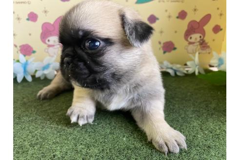 成約済の栃木県のミックス犬-113519の10枚目