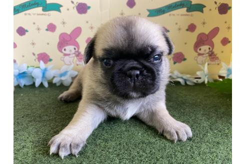 成約済の栃木県のミックス犬-113519の8枚目