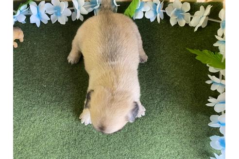 成約済の栃木県のミックス犬-113519の7枚目