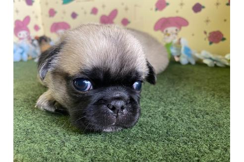 成約済の栃木県のミックス犬-113520の4枚目