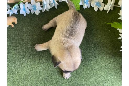 成約済の栃木県のミックス犬-113520の2枚目