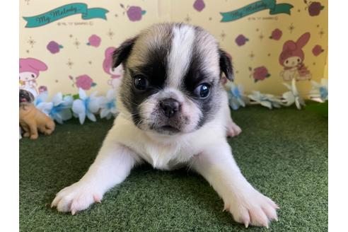 成約済の栃木県のミックス犬-113522の1枚目