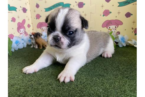 成約済の栃木県のミックス犬-113522の3枚目
