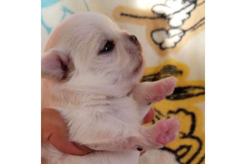 成約済の埼玉県のチワワ(ロングコート)-115041の16枚目