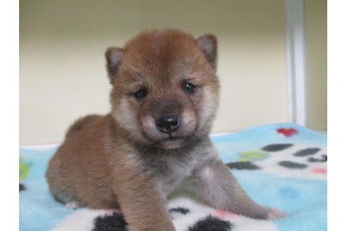 成約済の岡山県の豆柴-115040の1枚目
