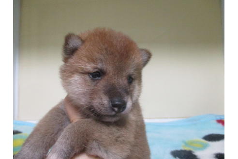 成約済の岡山県の豆柴-115040の5枚目