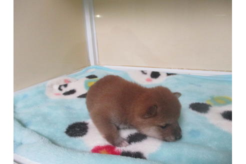 成約済の岡山県の豆柴-115040の4枚目