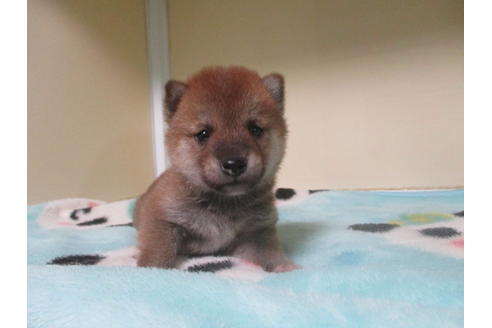 成約済の岡山県の豆柴-115040の3枚目