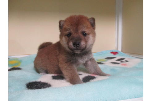 成約済の岡山県の豆柴-115040の2枚目