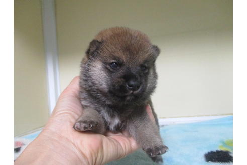 成約済の岡山県の豆柴-113415の10枚目