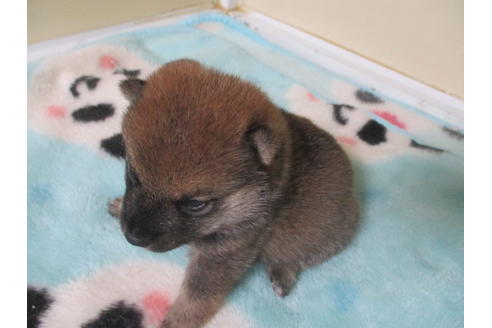 成約済の岡山県の豆柴-113415の9枚目