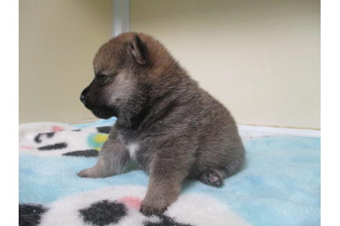 成約済の岡山県の豆柴-113415の8枚目