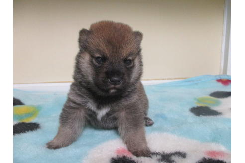 成約済の岡山県の豆柴-113415の7枚目