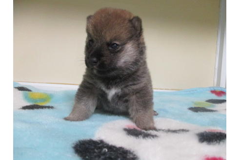 成約済の岡山県の豆柴-113415の6枚目